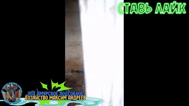 Декоративные Кролики