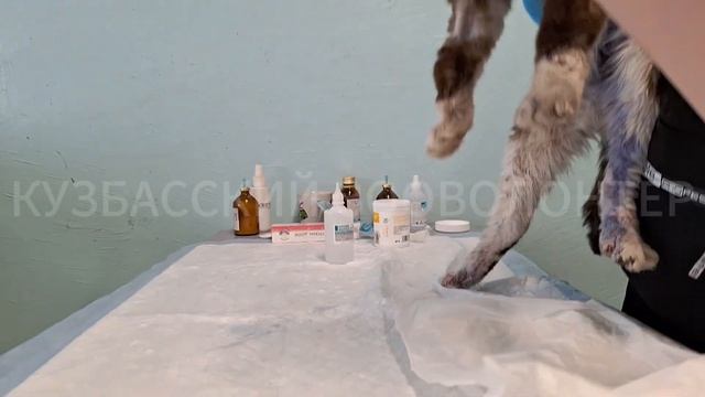 Ифекция, обморожения, множественные некрозы. Спасение кота Сени.