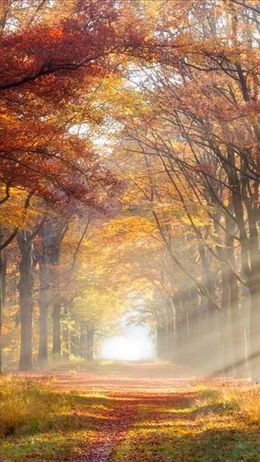 Autumn Leaves