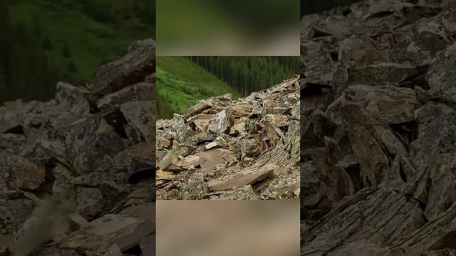 Специалист по травам. Пищуха