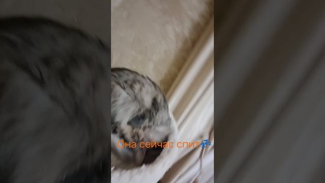 Краткий рассказ о моей кошке!