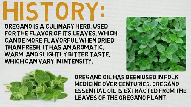 Essential Oil Breakdown: Oregano Oil! Benefits, Uses, and History (Aromatherapy)