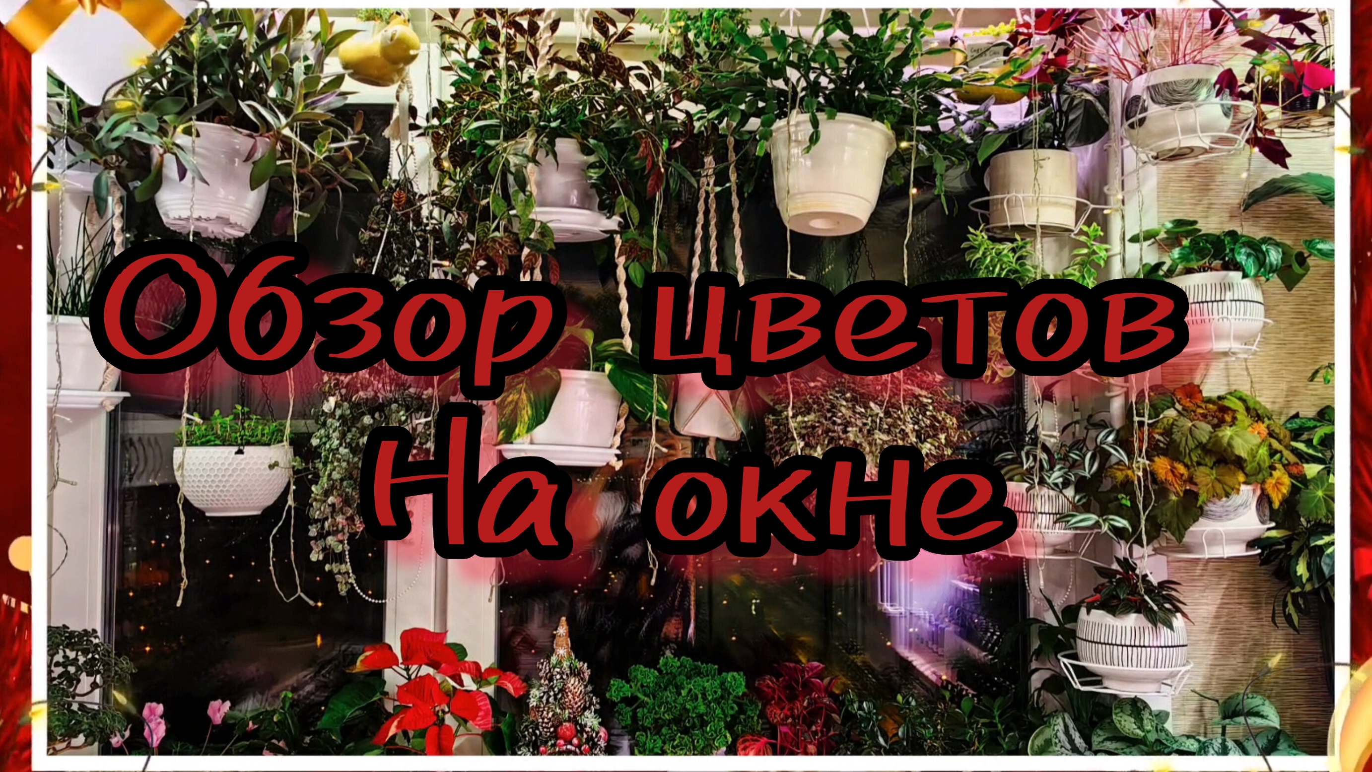 Цветы на окне.