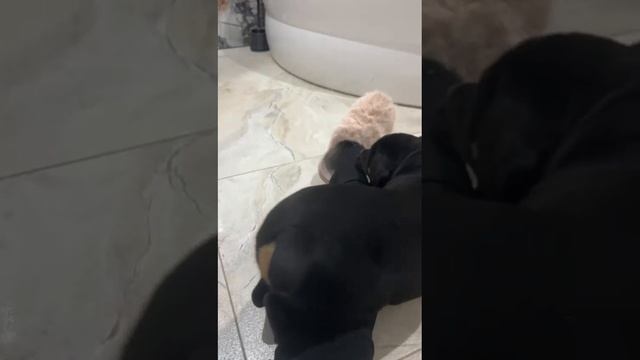 Ротвейлер Baby