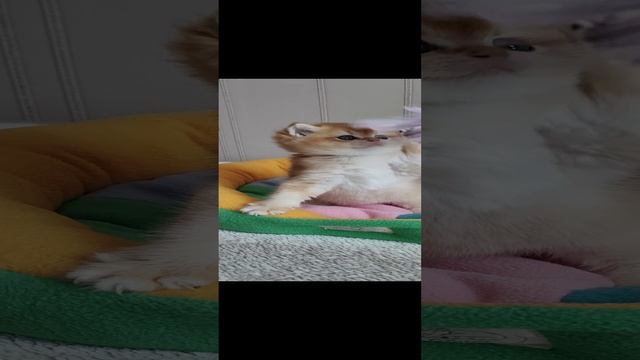 Британские малыши
