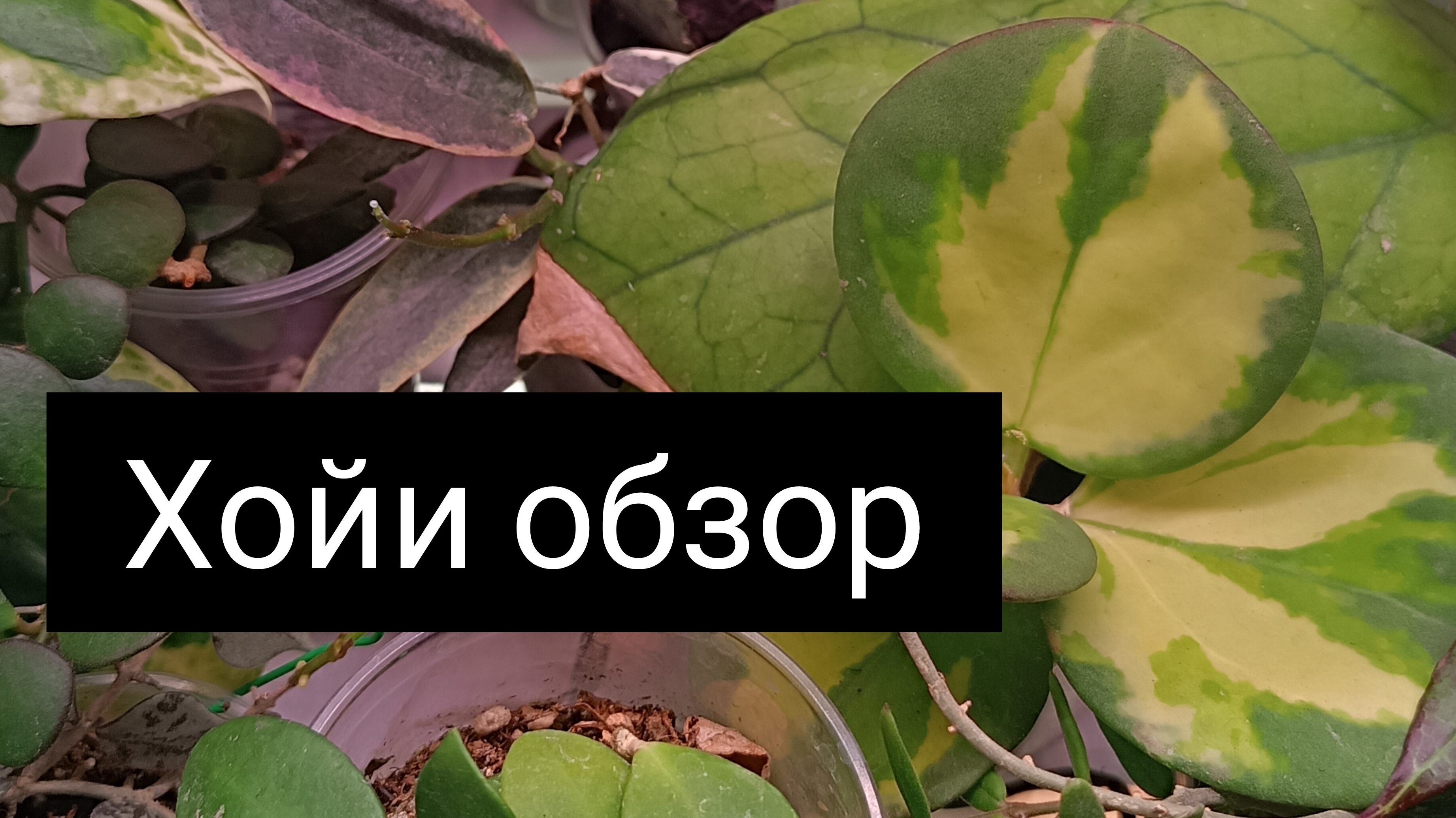 хойи обзор☘️
