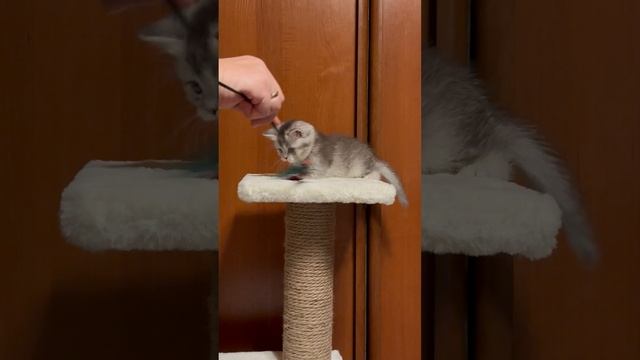 Dina