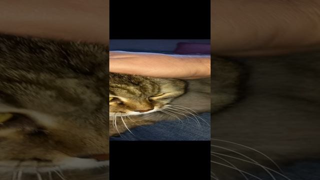 Диалоги с котом. Ефим завёл моль.