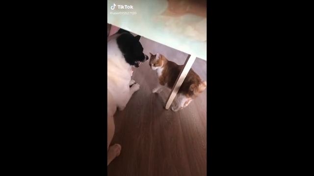 Приколы -Смешные Коты и Собаки из тик тока | Приколы с животными | Funny Cats and Dogs. Animals