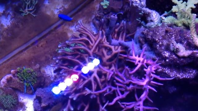 Sps reef nano cube 200l. Ati Sirius x2 led.April,2017