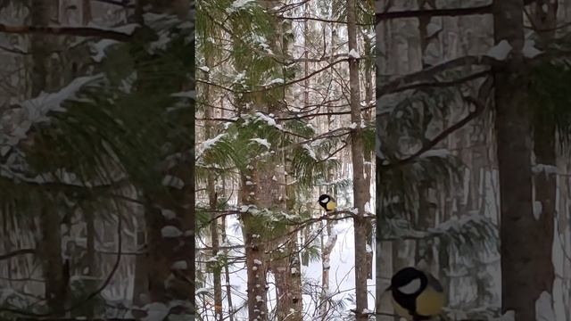 1000101221.mp4