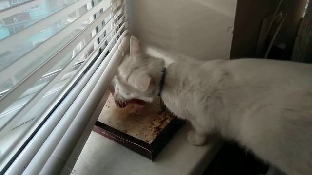 Кошка побеждает кость.