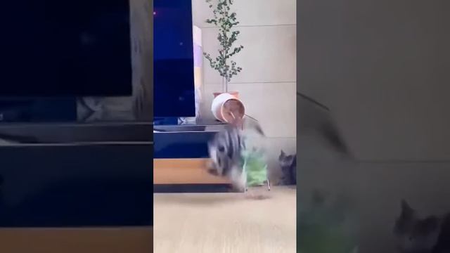 Упс🤣