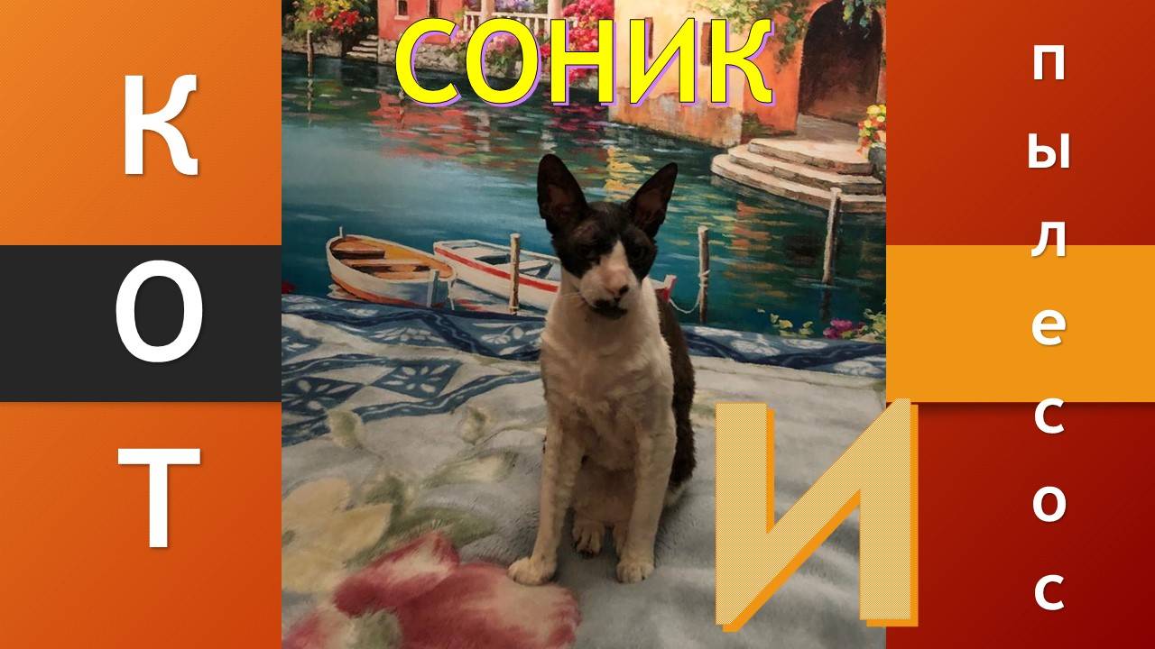 Корниш-рекс (Cornish Rex) Соник (2 серия) - ПЫЛЕСОС