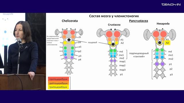 Богомолова Е.В. - Зоология беспозвоночных - 21. Тип Arthropoda (Членистоногие): Pancrustacea