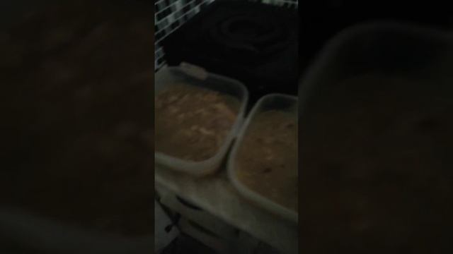 сварила холодец ммм 28.12.2024