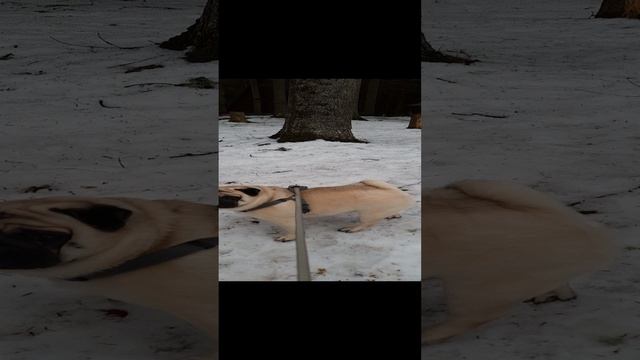 Мопс.mp4