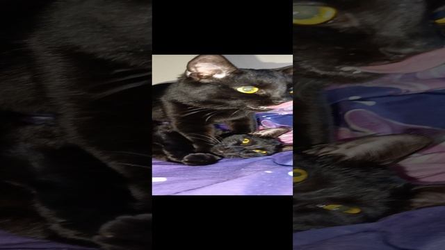 Кот Уголек зализал до усталости кошку Фисташку