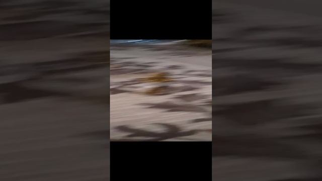VID_20241228_164708.mp4