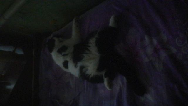 VID_20241226_091457.mp4