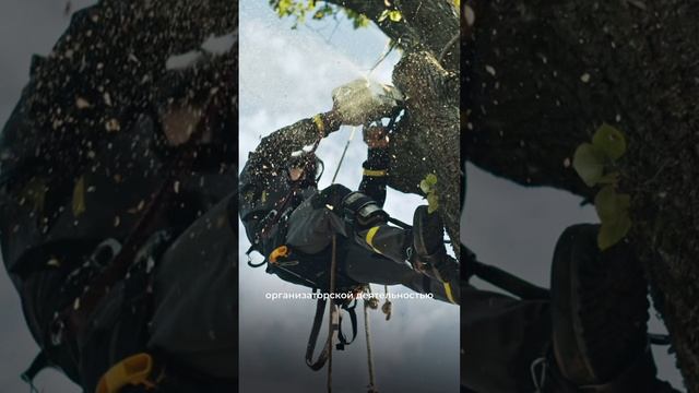 Как я стал заниматься арбористикой #пульслеса