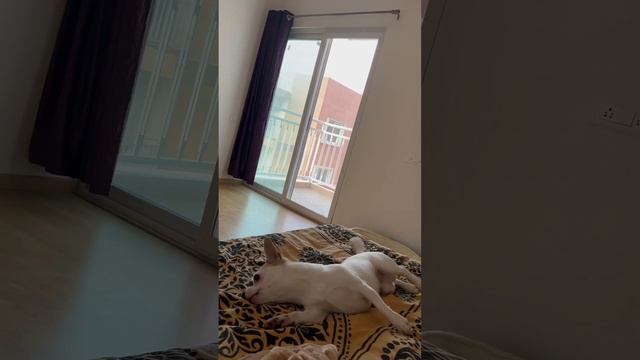 Доброе индийское утро  #chihuahua #cutipai #индия #india