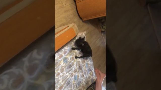 Борьба за косточку