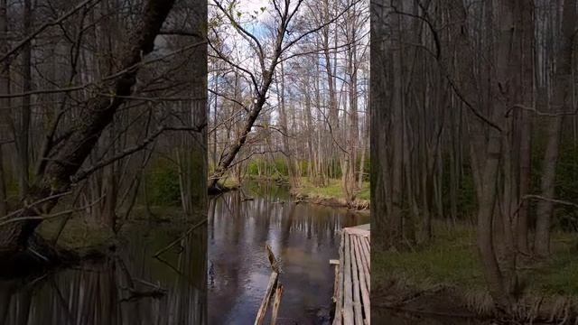 загадочный лес, красивые виды, пение птиц.