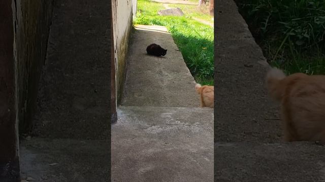 #котёнок бездомные коты кушают