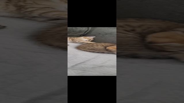 Резвые малыши