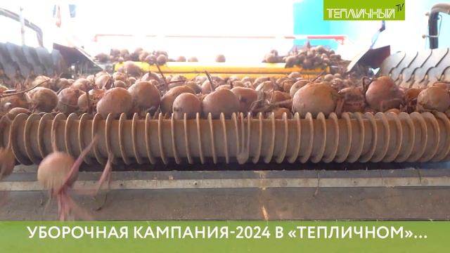Уборочная кампания-2024 в «Тепличном» завершена