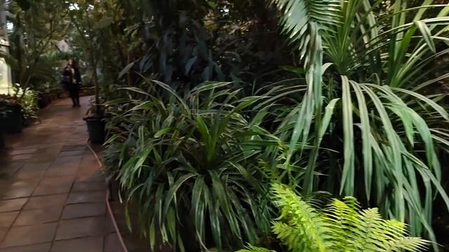 Пальмовая оранжерея в Аптекарском огороде Ботанического сада МГУ