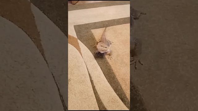 Мои питомцы