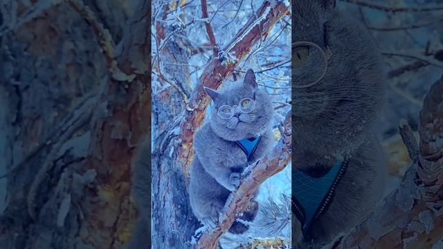 Отличный сегодня зимний день для прогулок 😸❄