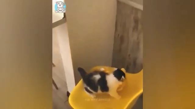 ЛУЧШИЕ ПРИКОЛЫ ПРО ЖИВОТНЫХ 11