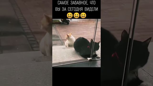 МС Трафарет - Мне не смешно #песня #прикол #коты