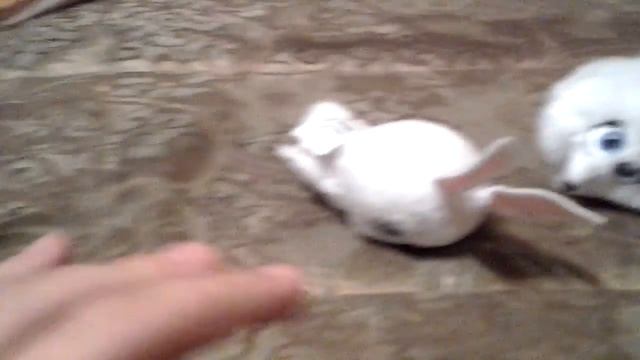 Тайняя жизнь домашних животных обзор игрушек из Магдональца