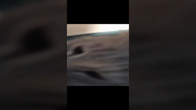 кошка Мурка хулунцхушеугущупшууикруокмунпкуркрмелкмк рк