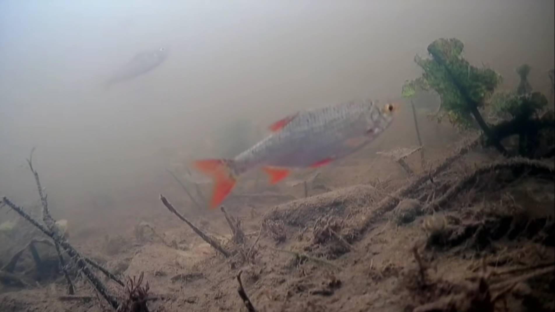 [underwater inhabitants of the Western Dvina River/подводные обитатели реки Западная Двина]