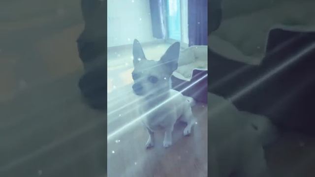 #чихуахуа с характером  #cutipai #chihuahua