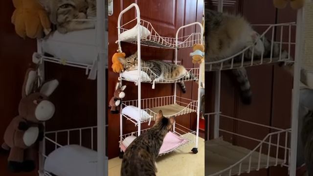 Спокойной ночи Котики 😴