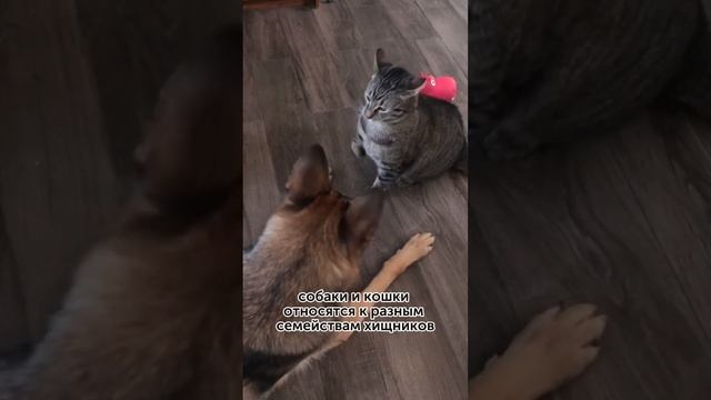 ПОЧЕМУ КОШКИ И СОБАКИ НЕ ДРУЖАТ?