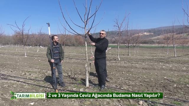 Ceviz Budamada Yeni Teknikler - Budamada Yapılan Hatalar ve Çözümler