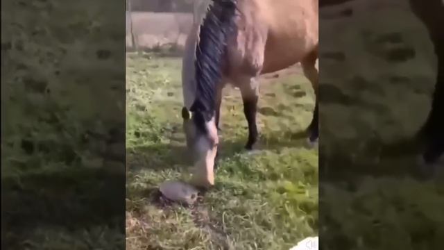 С черепахами шутки плохи 😱