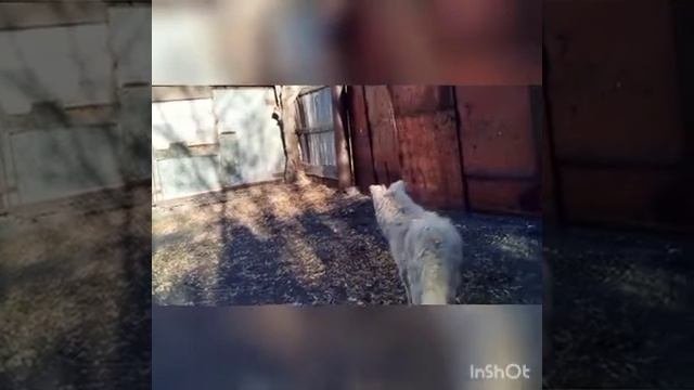 брат рубит дрова на зиму