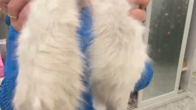 WhatsApp Video 2024-12-28 at 18.16.37_4af27543
