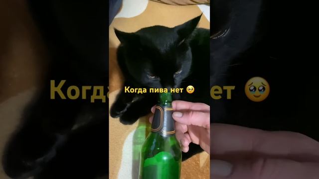 #котики #рыбак #кот Томас #пиво