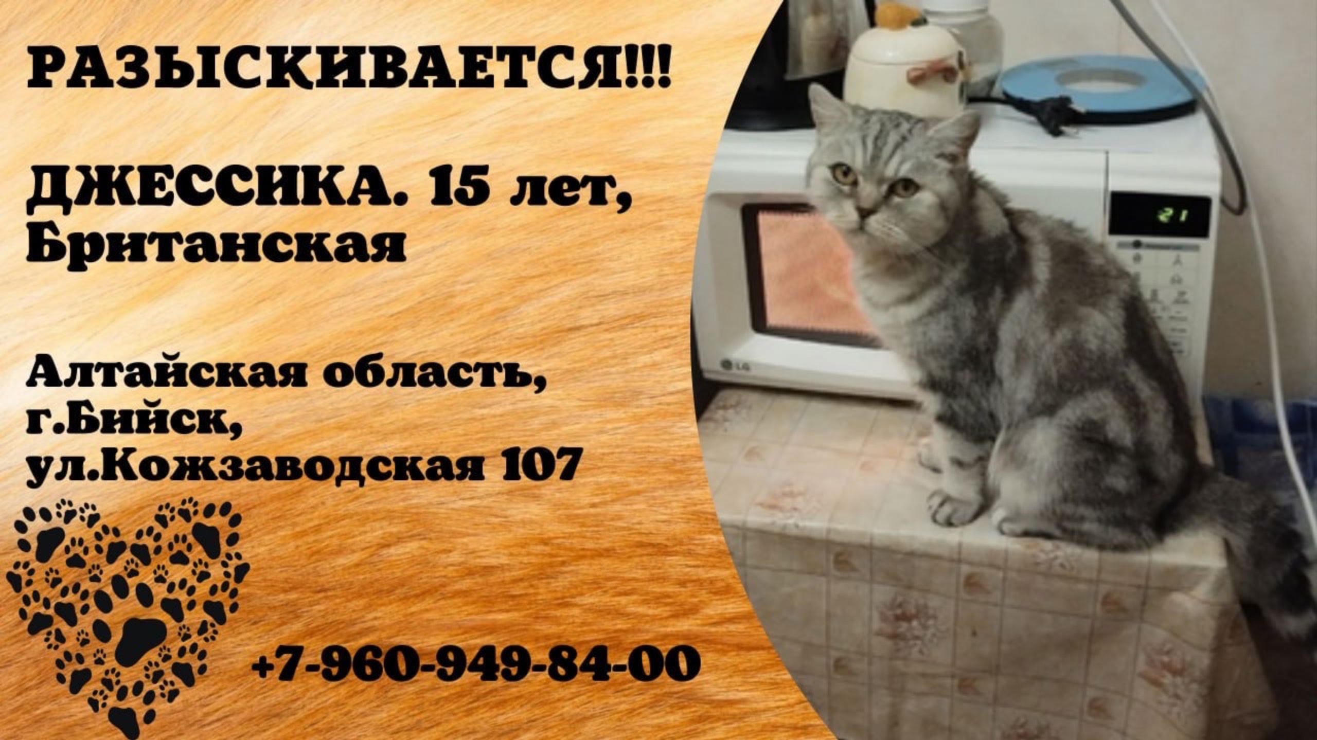 Пропала кошка! ДЖЕССИКА. 15 лет, Британская. Алтайская обл., г.Бийск.