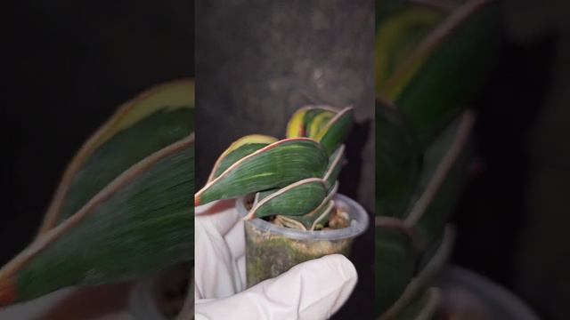 Sansevieria Rorida, Сансевиерия Рорида