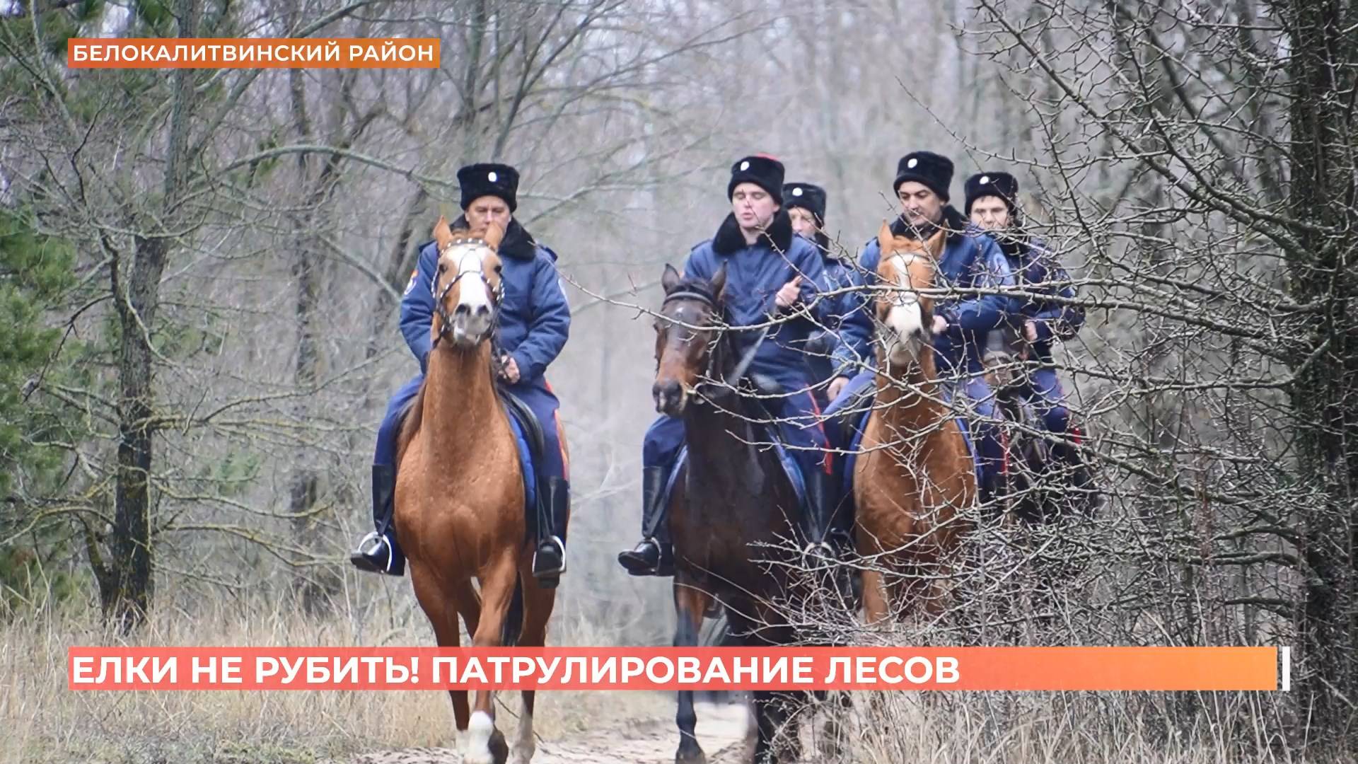 Елки не рубить!: сотрудники минприроды и казаки в преддверии праздников охраняют леса